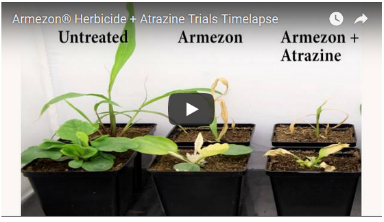 Armezon® Herbicide